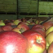 Свежие фрукты яблоки фото