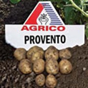 Картофель АГРИКО Провенто (Provento) - среднеспелый фото