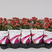 Каланхоэ Блоссфельда Calandiva красный -- Kalanchoe blossfeldiana Calandiva Red фото