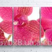 Модульна картина на полотні Рожева орхідея код КМ100180-070 фотография