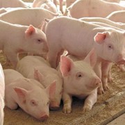 Продам свиней живым весом фотография