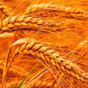 Пшеница озимая “Достаток“ РР-2, суперелита, елита, 1 - репродукция. фото