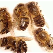 Пчелиный подмор фото