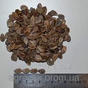 Семена арбуза среднераннего Чарльстон Грей, 1 кг фото
