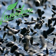 Калибровка семян подсолнечника фотография