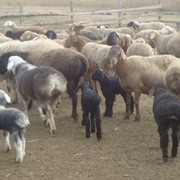 Продам овец баранов ярок ягнят курдючной породы фотография