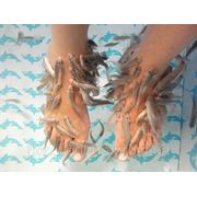 Фиш-спа — процедуры пилинга кожи рук рыбками garra rufa фотография