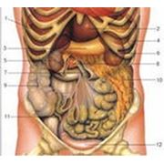 Ультразвуковое исследование органов брюшной полости и почек .