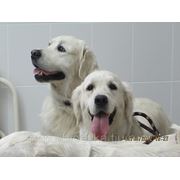 Овариогистероэктомия (Стерилизация) собаки, суки ( до 10 кг) фото