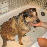 Лечебное купание собак фото
