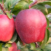 Немецкий сорт яблок зимнего срока созревания Глостер фото