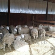 МЕРИНОС бараны, овцы на ЭКСПОРТ. фотография