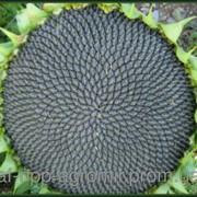 Семена подсолнечника гибрид Аракар фото