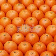 Апельсины Оптом фото