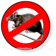 ИСТРЕБЛЕНИЕ МЫШЕЙ И КРЫС в г. Житомир фото