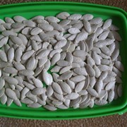 Семена кабачка