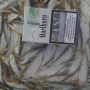 Тюлька фото