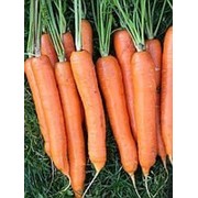 Семена моркови Лагуна F1 1000 шт. фотография