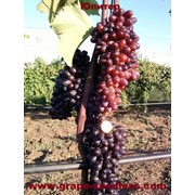 Саженцы винограда к-ш Юпитер (США) оптом в Херсонской области