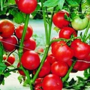 Семена томатов.Томат F1 Король Рынка