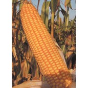 Кукуруза “РОСС-199“ фотография
