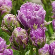 Тюльпан Виолет Прана фото