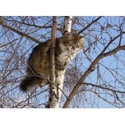 Снятие кошек с деревьев фото