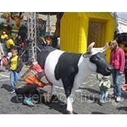 Дойная корова фото
