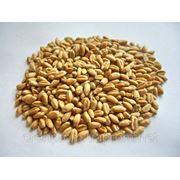 Пшеница и другие зерновые на экспорт из Украины фото