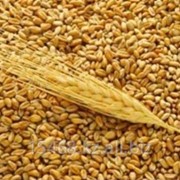 Оценка зерновых