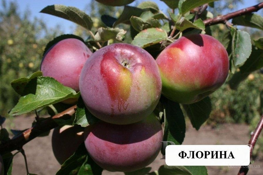 Флорина Любимый сад