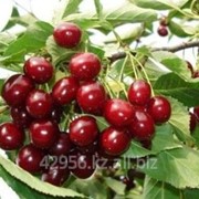 Саженцы вишни Иртышская фото