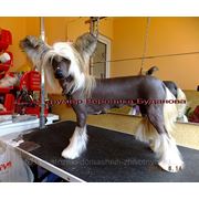 Депиляция голой китайской хохлатой собаки фотография