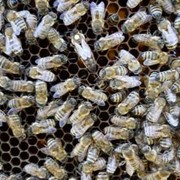 Плодных пчеломатки Карпатка из Закарпатья фото