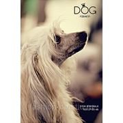 Стрижка собак Fashion Dog фото