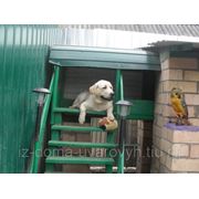 Зоогостиница, передержка для собак фото