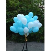 Букет из воздушных шаров - белый и голубой, 50 штук. фото