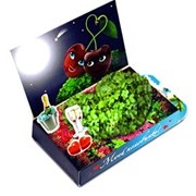 Вишенки Живая открытка Happy Plant наборы для выращивания фотография