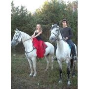 Прокат лошадей на корпоратив, свадьбу, день рождения, предложение руки и сердца на белом коне фото