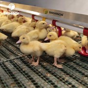 Поилки для уток фото