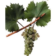 Виноград белых европейских сортов на вино. фото