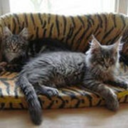 Зоогостиницы и услуги для домашних животных фото