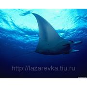 Отдых 2013 Видео. Лазаревка приглашает на Черное море. Океанариум Курошио. фото