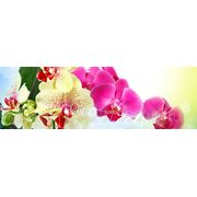 Скинали “Орхидея“ фотография
