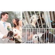 Фотосессия со свадебными кроликами