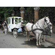 Свадебный кортеж-Тройка лошадей