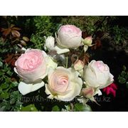 Розы, корни роз, продажа саженцев роз Алматы и область фотография