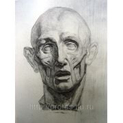 Рисунок анатомической головы Экарше, портрет карандашом фото