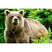 «Камчатская охота на бурого медведя» фото