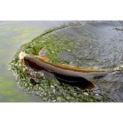 Рыболовный тур «Рыбалка на реке Голыгина»
